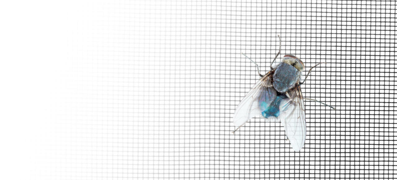 Mosquiteras en Valladolid